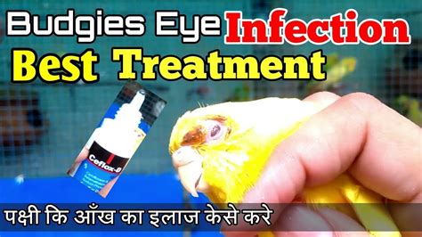 Birds Eye Infection Treatment Budgies Eye Infection Ka Ilaaj Kese