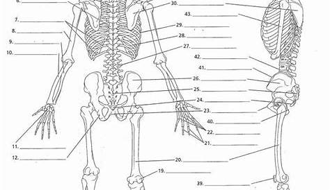 skeletal worksheets answers
