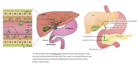 TURBO CANCER - Hepatobiliary System (Part 1) - Gallbladder Cancer and width=