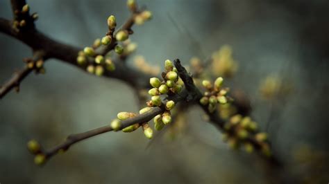 Wallpaper Plant Branch Leaves Buds Spring 2560x1440 Wallhaven