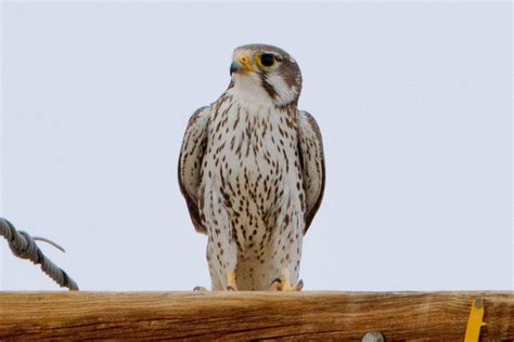 Prairie Falcon (Falco mexicanus) | Idaho Fish and Game