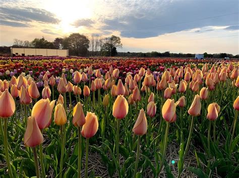 Exeter Ri Wicked Tulips U Pick Event Wicked Tulips Flower Farm