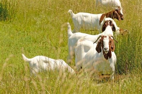Getting Goats A Guide For Beginners Everything You Need To Know