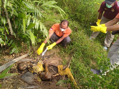 Tengkorak Gelandangan Ditemukan Di Kebun Sawit Ptpn 2 Deli Serdang