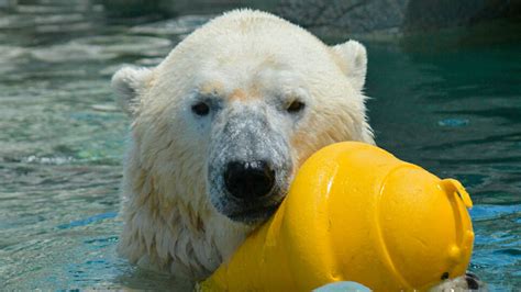 Bear The Cost Meaning Symbolic Polar Bear Facts And Polar Bear