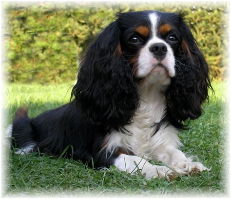 Tri Color Cavalier Cavalier King Charles Dog King Charles Puppy