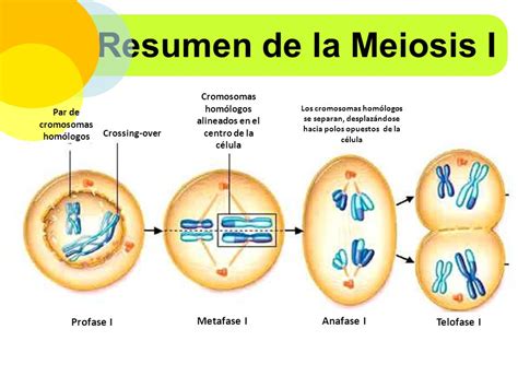 Celulas Formadas En La Meiosis Taretos