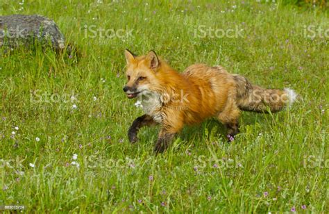 Red Fox Stock Photo Download Image Now Animal Animal Wildlife Fox