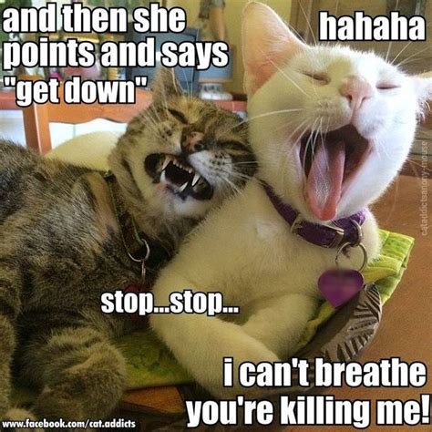 Chuckle Alert 2016s Top Cat Memes That Were Total Favs