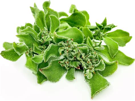 Crystalline Ice Plant Information And Facts