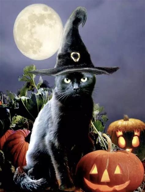 Us Seller 50x40cm Black Cat Witch Hat Full Moon Etsy Black Cat