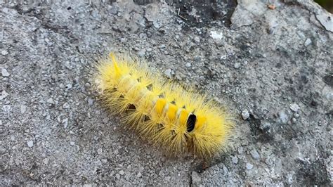 Yellow Tussock Moth Caterpillar Himachal Pradesh India Youtube