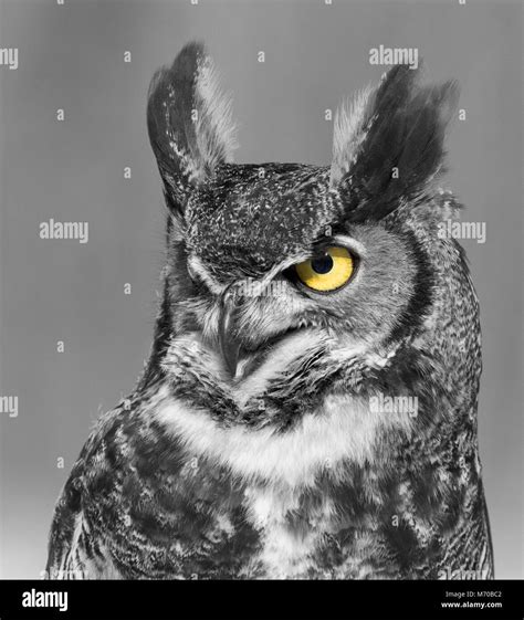 Great Horned Owl Portrait Stock Photo Alamy