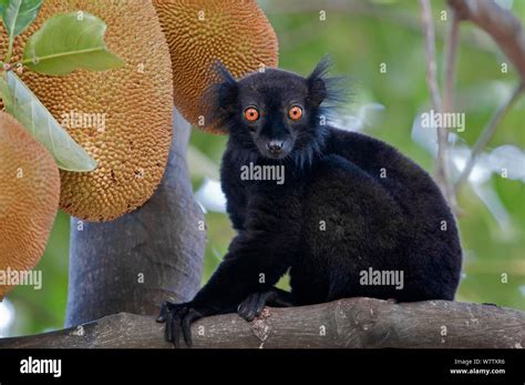 Black Lemur Eulemur Macaco Male Nosy Komba Madagascar Stock Photo