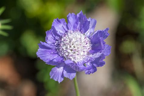 31 Espléndidas Flores Que Empiezan Por S Detalles De Cultivo