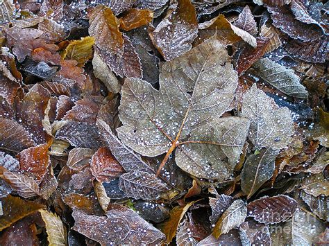 Tobogganing is also popular, not as a kind of sports, but rather as a fun. Winter Leaves Photograph by Darren Burroughs