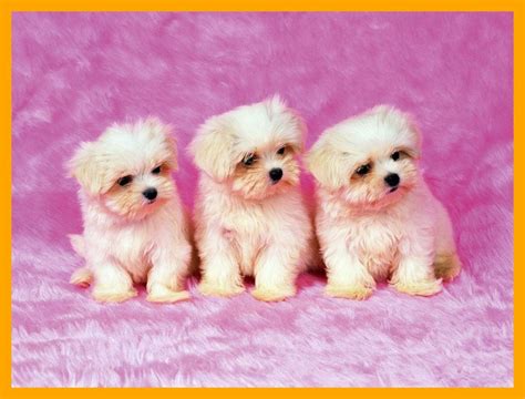 Really Cute Puppies Wallpapers Wallpaper Cave