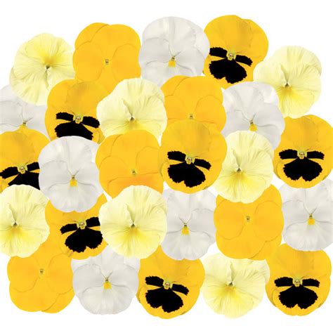 Buy Pansy Matrix Mix Lemoncello At Uk