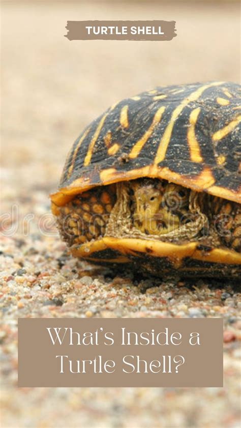 How Much Do Turtles Cost Full Breakdown Of Costs Artofit