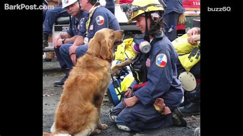 911 Rescue Dog Celebrates 16th Birthday In New York City