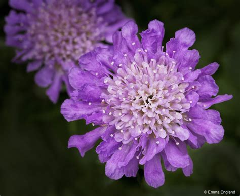 Pincushion Flowers Emma England Nature Photography