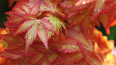 Wallpaper Japanese Maple Leaves Drops Macro Red Hd Picture Image