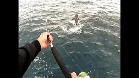 Cobia Fishing Vertical Jigging In 150ft Of Water Barrett Rods Youtube