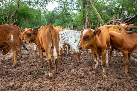 cattle ranching amazon aid foundation