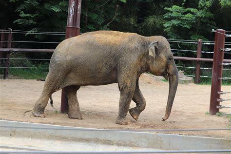 Elephant Trails Asian Elephant Zoochat