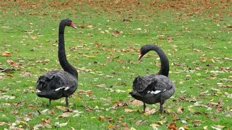 Black Swans Youtube