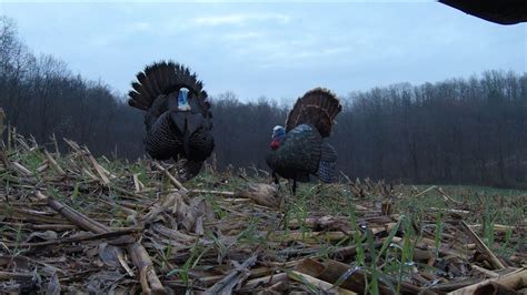 Bowhunting Turkeys Ohio Spring Turkey Hunting S E Youtube