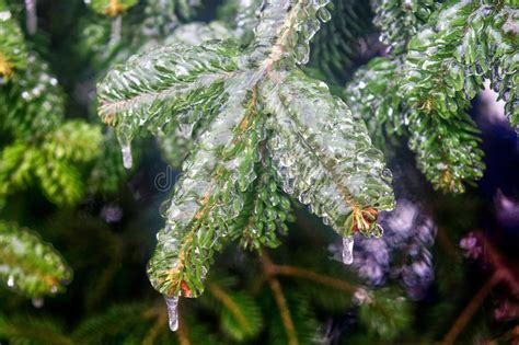 Fir Tree Branch Covered In Clear Ice After Freezing Rain Stock Photo