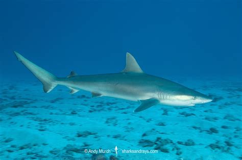 Blacknose Shark Carcharhinus Acronotus