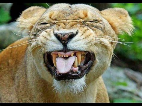 Funny Lion Face