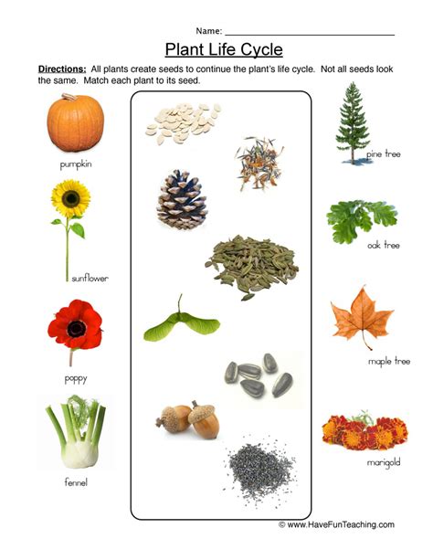 Life Cycle Of Plants Worksheet 2 Have Fun Teaching