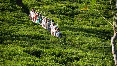 Sri Lankas Top Tea Experiences Sips Of History