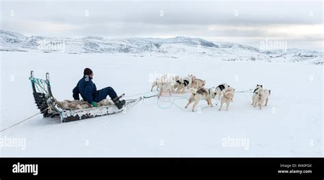 An Inuit Hunter On His Dog Sled Stock Photo Alamy
