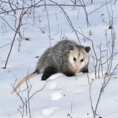 The Virginia Opossum And Their Ecosystem Benefits Virginia Outdoors