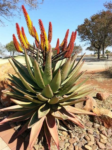Aloe Hybrid In Flower July 2014 Maropeng South Africa Planting