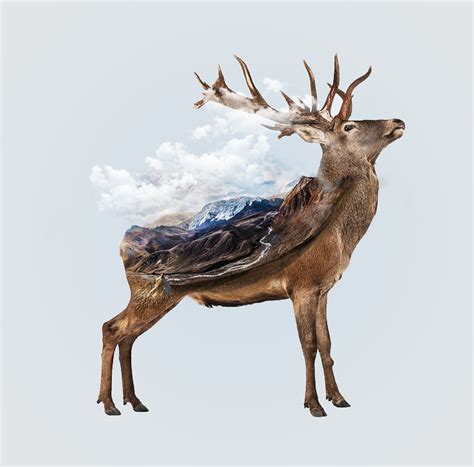 Double Exposure Deer On Behance