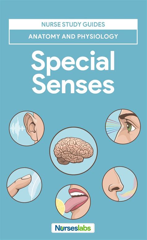 Special Senses Anatomy And Physiology Anatomy And Physiology