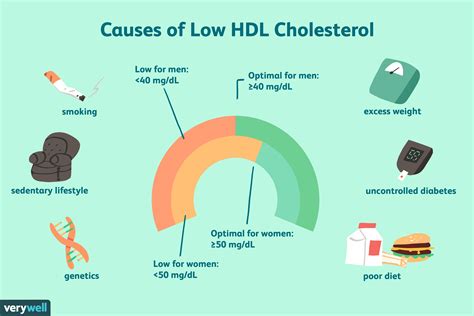 O Que Causa Baixos Níveis De Colesterol Hdl Conselho Médico
