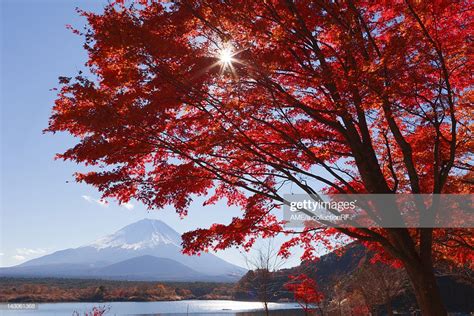 Japanese Fall Foliage And Mt Fuji Yamanashi Prefecture