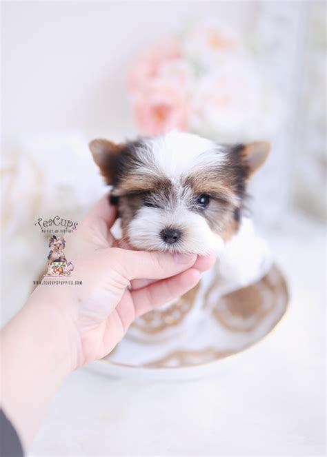 Parti yorkies, golden yorkies and traditional yorkie puppies at stonewall ranch. Parti Yorkie Breeder | Teacup Puppies & Boutique