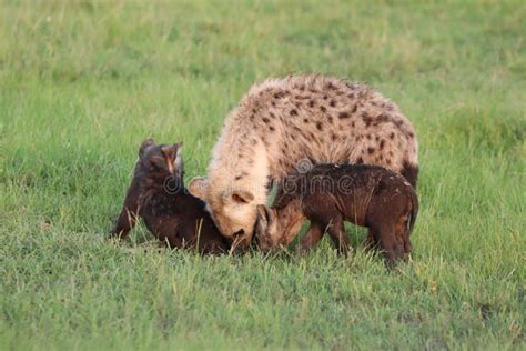 Spotted Hyena Cubs In The Grass Of The African Savannah Stock Photo