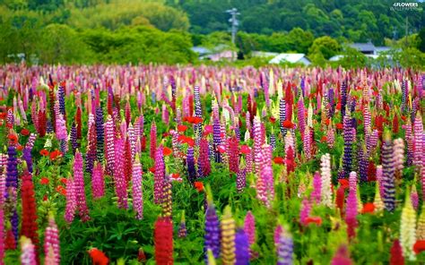 Lupine Meadow Color Flowers Wallpapers 1920x1200