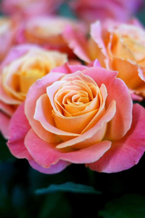 Miss Piggy Roses These Are A Stunning Two Tone Rose The Girls Love