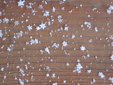 Snowflakes | Snowflakes | timberlog | Flickr