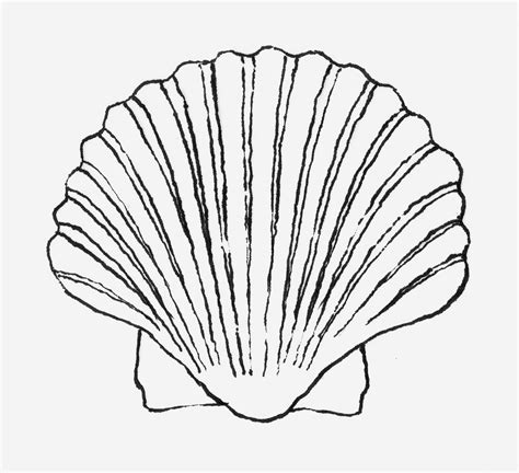 Seashell Line Drawing At Getdrawings Free Download