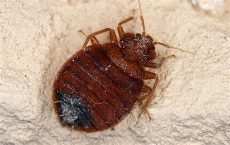 How To Be Sure It Is Bed Bugs Plaguing Your Aspen Home